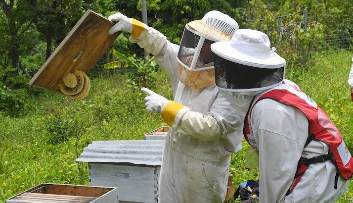 A Red Cross volunteer at a farmer's apiary.